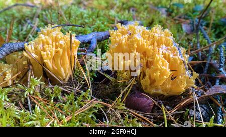 Goatsbeard (Ramaria flava) in Kiefernwäldern der östlichen Ostsee (Golf von Finnland) im Spätsommer, eskulente Pilze Stockfoto