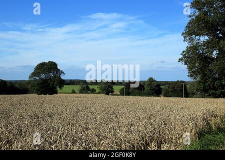 Blick über das Weizenfeld zur Smeed Farm auf den North Downs oberhalb von Wye, Ashford, Kent, England, Großbritannien Stockfoto