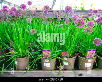 Gartencenter Anzeige der Vielfalt von Alliums Lavendel Blasen Topf Pflanzen für Herbst zu einem Preis von £10.00 pro Stockfoto