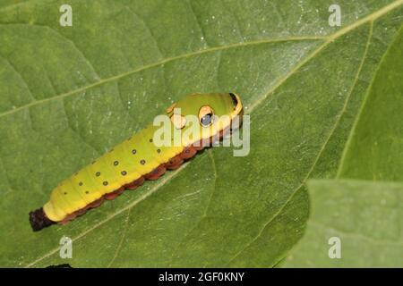 Nach der Ausscheidung von Frass ruht eine Spicebusch-Schwalbenschwanzraupe (Papilio troilus) auf einem Blatt. Stockfoto