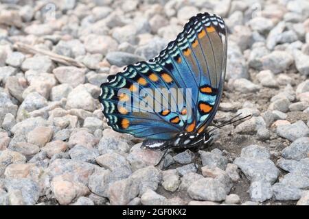 Ein rotgefleckter purpurner Schmetterling (Limenitis arthemis astyanax) ruht auf Kies mit gefalteten Flügeln. Stockfoto