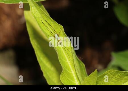 Auf einem grünen Blatt steht eine Gabelschwanzkatydid (Scudderia furcata) mit gestreiften Antennen. Stockfoto