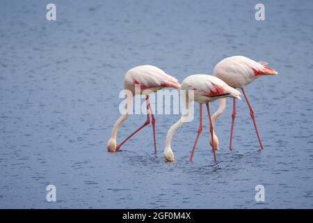 Drei große Flamingos (Phoenicopterus roseus), die in flachen Gewässern in den Feuchtgebieten der Walvisbucht, Namibia, Afrika, Nahrung finden. Stockfoto