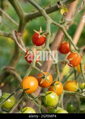 Johannisbeertomate (Solanum pimpinellifolium) mit kleinen Früchten Stockfoto