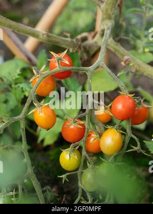 Johannisbeertomate (Solanum pimpinellifolium) mit kleinen Früchten Stockfoto