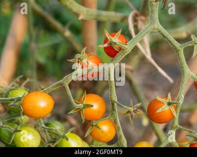 Johannisbeertomate (Solanum pimpinellifolium) mit kleinen Früchten Stockfoto