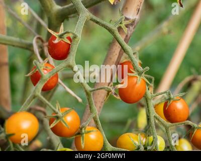 Johannisbeertomate (Solanum pimpinellifolium) mit kleinen Früchten Stockfoto