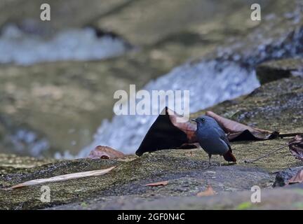 Plumbeous Water-Redstart (Phoenicurus fuliginosus fuliginosus) erwachsenes Männchen auf Felsen am Wasserfall Doi Inthanon NP, Thailand November Stockfoto