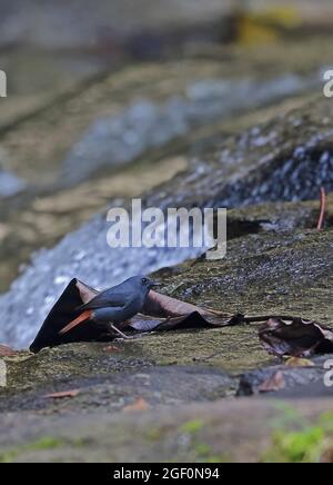 Plumbeous Water-Redstart (Phoenicurus fuliginosus fuliginosus) erwachsenes Männchen auf Felsen am Wasserfall Doi Inthanon NP, Thailand November Stockfoto