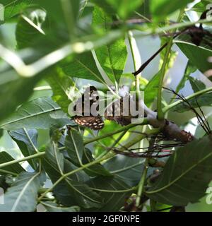 Zwei gesprenkelte Holz-Schmetterlinge / Pararge aegeria roosting in Baumlaub Stockfoto