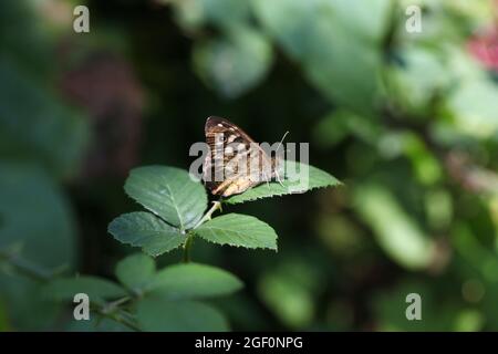 Zwei gesprenkelte Holz-Schmetterlinge / Pararge aegeria roosting in Baumlaub Stockfoto