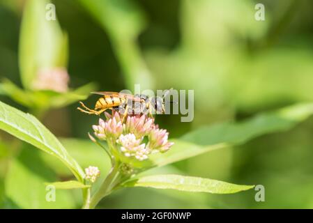 Bienenwolf/Bienenmörder (Philanthus triangulum) Wespe Stockfoto