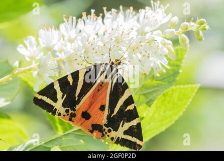 Jersey Tiger Motte (Euplagia quadripunctaria) Stockfoto