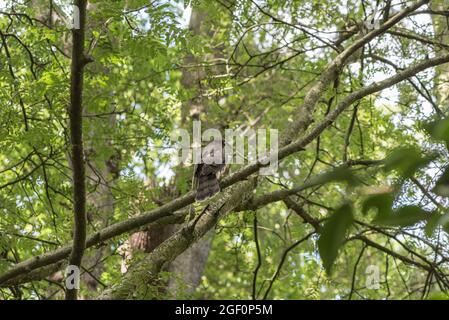 Junger Sperlingsfalke (Accipiter nisus) sitzt in einem Baum im Richmond Park, Surrey Stockfoto