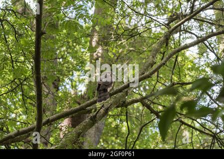 Junger Sperlingsfalke (Accipiter nisus) sitzt in einem Baum im Richmond Park, Surrey Stockfoto