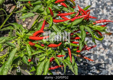 Fülle von reifen roten Chilischoten mit unreifen grünen Paprika wächst noch auf einer Pflanze in einem Garten für kulinarische Zwecke Stockfoto