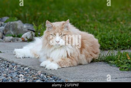 Ein norwgischer Waldkatzenmännchen mit grünem Rasen auf einem Hintergrund Stockfoto