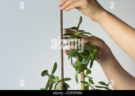 Frau Hände halten crassula ovata Zweig und Stick zur Unterstützung der Pflanze und fallen nicht auf weißen Hintergrund Stockfoto