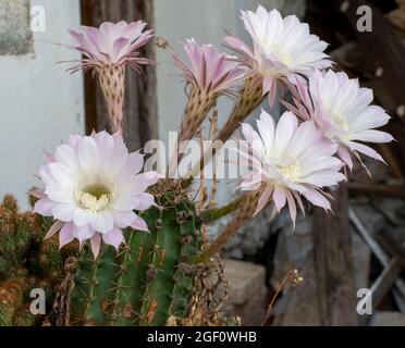 Blühender Igelkaktus. Weiße Blüten von Echinopsis auch als Seeigel oder Osterlilie Kaktus bekannt. Stockfoto