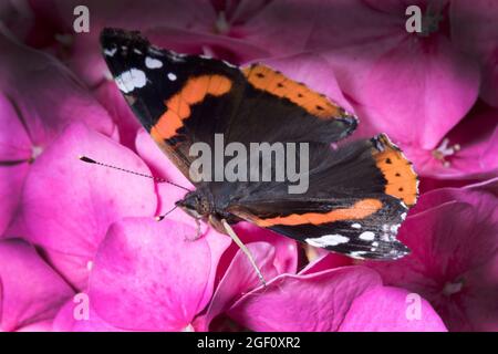 Roter Admiral-Schmetterling auf rosa Hydrangea Stockfoto