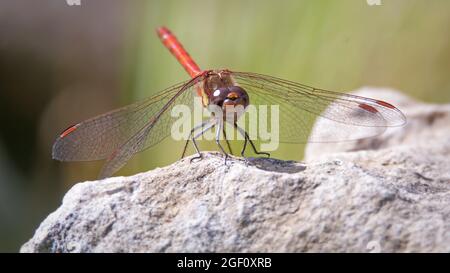 Die rautige Darter-Libelle saß auf einem Felsen Stockfoto