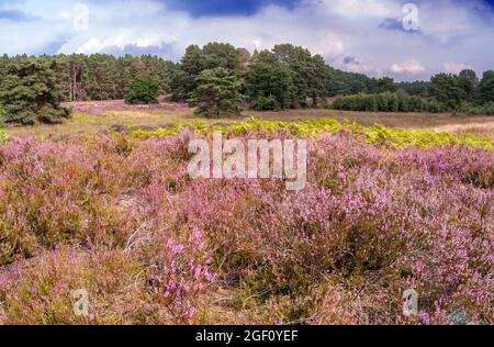 Blühende Heidefläche im Naturgebiet Gifhornheide, Niedersachsen, mit Kiefernwald und dramatischen Sommerwolken. Stockfoto