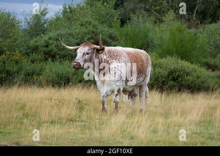 Englische Longhorn-Kuh, die auf Hartlebury Common steht, die Rare Lowland Heath in Worcestershire, Großbritannien Stockfoto