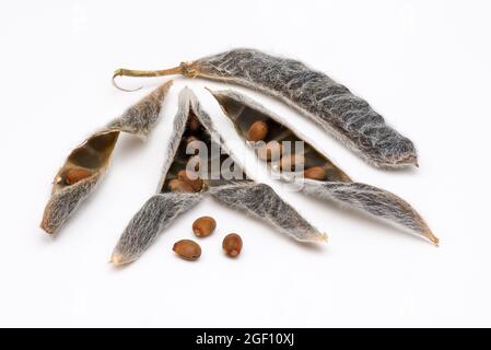 Lupinus Lupinus Pods Öffnen Und Schließen Mit Samen - Set Gegen Weißen Hintergrund Für Klarheit Stockfoto