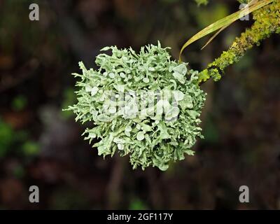 Silbergraue epiphytische fruticose Flechten Ramalina fastigiata, die wie eine Weihnachtskugel auf Zweig mit gelber Blattschleie in Cumbria, England, wächst Stockfoto