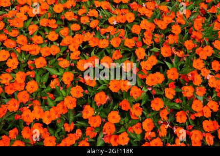 Leuchtend orange Farbe der Neuguinea Impatiens Blüten Stockfoto