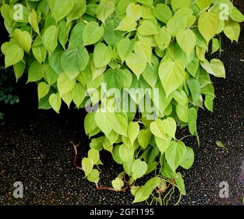 Leuchtend hellgrüne Blätter des Philodendron-Herzblatts Aureum Stockfoto