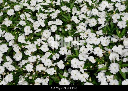 Weiße Farbe von Neuguinea Impatiens Blüten Stockfoto