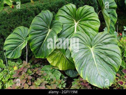 Schöne große Blätter von Philodendron Dean McDowell Stockfoto