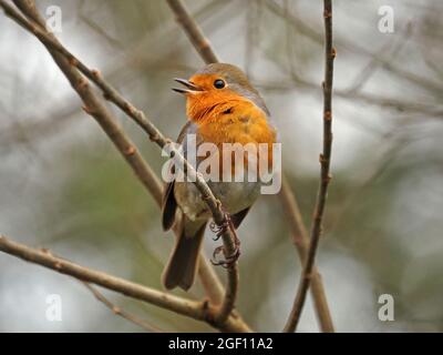 Robin Redbreast, der als europäischer Rotkehlchen (Erithacus rubecula) aka Robin sang, thronte auf einer Zweigstelle in Cumbria, England, Großbritannien Stockfoto