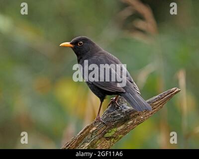 Profilporträt eines mutigen männlichen eurasischen Amsel (Turdus merula) mit schwarzem Gefieder und gelbem Schnabel auf einem Baumstumpf in Cumbria, England, UK Stockfoto