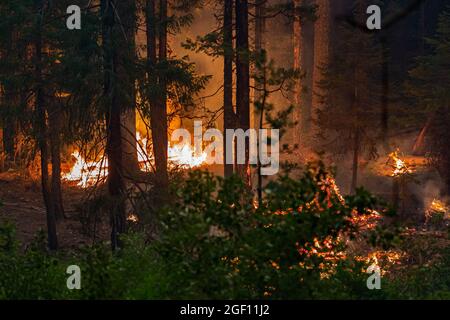 Caldor, Usa. August 2021. Kaliforniens ?Caldor-Feuer?,?? Südwestlich von Lake Tahoe?, sprang Highway 50?? Wenn die Crews weiter fahren? Um einen Brand zu bekämpfen, der auf mehr als 140 Quadratmeilen ohne Eindämmung angewachsen ist. (Foto: Michael Nigro/Pacific Press) Quelle: Pacific Press Media Production Corp./Alamy Live News Stockfoto