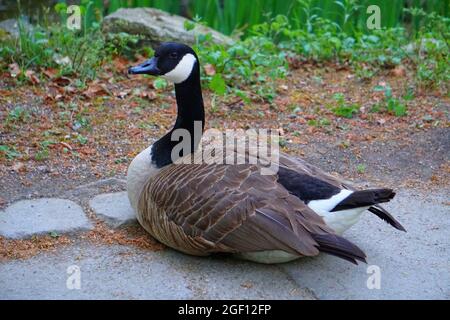 Schwarze Gans Blick Auf Kamera Stock Foto Stock Bilder Stock Bilder Stockfoto