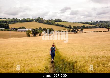 Frau, die durch ein Maisfeld in den Chiltern Hills auf dem Chilterns Way Fernwanderweg in der Nähe von Stokenchurch Buckinghamshire, England, geht. Stockfoto