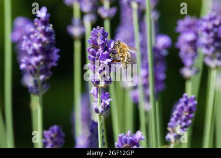 Biene auf Lavendel Stockfoto