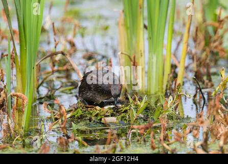 Little Grebe on Eggs, Lyndon Reserve, Rutland Water Stockfoto