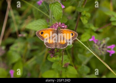 Der Torwartschmetterling Pyronia tithonus sonnt sich in der englischen Landschaft in der Sonne Stockfoto