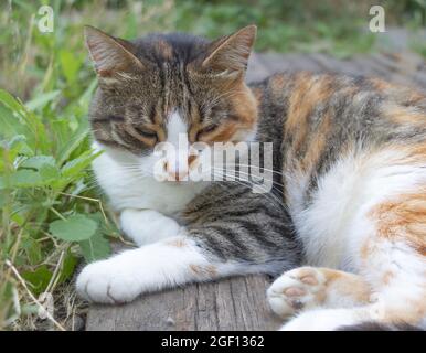 Eine schöne Katze mit drei Farben entspannt sich im Sommer draußen - grüner Hintergrund Stockfoto