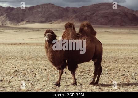 Ein doppeltes Kamel in der mongolischen Steppe. Stockfoto