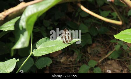 Blick durch die wilden Blätter ein gewöhnlicher Seemann Schmetterling ruht mit gefalteten Flügeln auf einem grünen Blatt in direktem Sonnenlicht Stockfoto