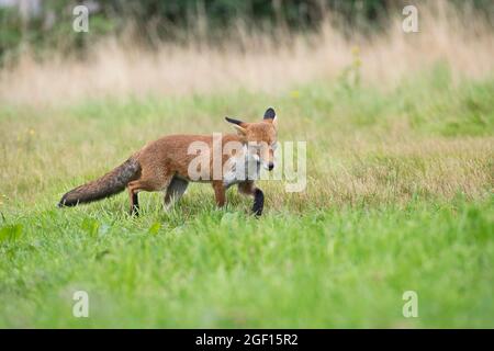 Rotfuchs (Vulpes vulpes), der sich durch eine Wiese in ländlicher Umgebung bewegt Stockfoto