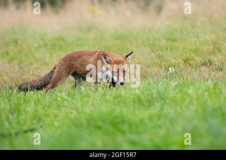 Rotfuchs (Vulpes vulpes), der sich durch eine Wiese in ländlicher Umgebung bewegt Stockfoto