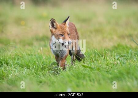 Rotfuchs (Vulpes vulpes), der sich durch eine Wiese in ländlicher Umgebung bewegt Stockfoto