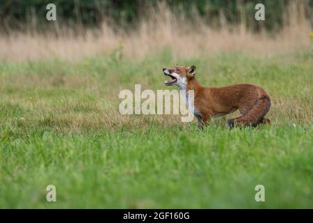 Rotfuchs (Vulpes vulpes) auf einer Wiese in ländlicher Umgebung. Der Fuchs reagiert auf bedrohliche Raubvögel. Stockfoto