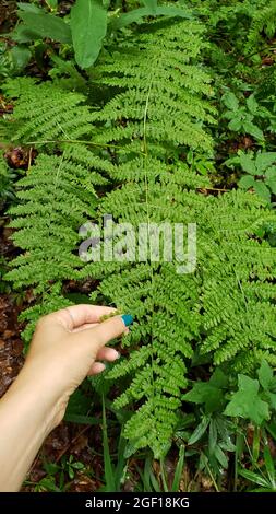 Eine vertikale Aufnahme der Hand einer Frau, die ein schönes langes grünes Farnblatt in einem sonnigen Wald berührt Stockfoto