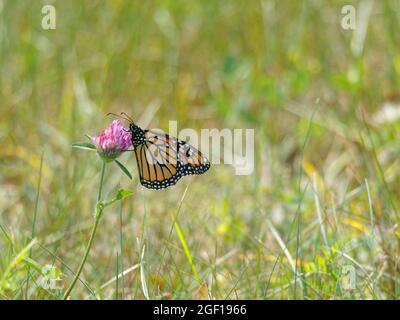 Ein Monarch-Schmetterling auf einer roten Kleeblatt-Blume.Quebec, Kanada Stockfoto
